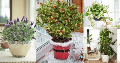 18 Most Attractive Houseplants for Decorative Purpose - balconygardenweb.com