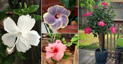 35 Beautiful Hibiscus Pictures From Instagram - balconygardenweb.com