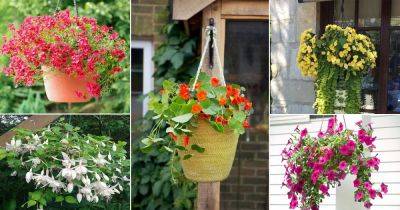 17 Beautiful Trailing Flowers for Hanging Baskets - balconygardenweb.com