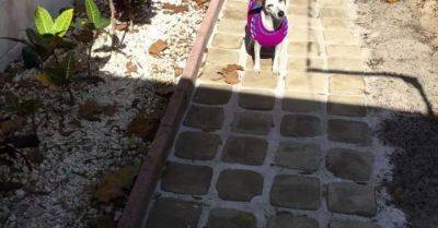 How We Made Stepping Stone Walkway From Ice Cream Buckets. - hometalk.com