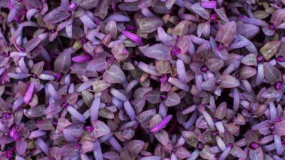 How to grow Orach in containers - verticalveg.org.uk