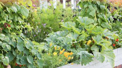 Creating your ideal edible (and beautiful) garden in containers - verticalveg.org.uk