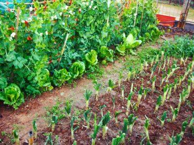 Average Yield Per Plant For Vegetables In The Home Garden - gardeningknowhow.com