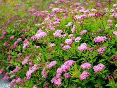 10 Native Plant Alternatives To Spirea Japonica - gardeningknowhow.com - Usa - Japan