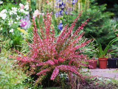 Native Substitutes For Barberry Bushes - gardeningknowhow.com - Japan