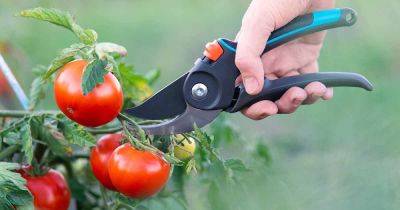 How and When to Prune Your Tomato Plants - gardenerspath.com