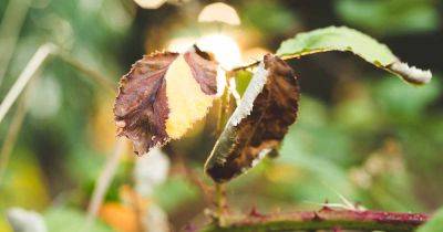 Common Reasons why Rose Leaves Turn Yellow - gardenerspath.com