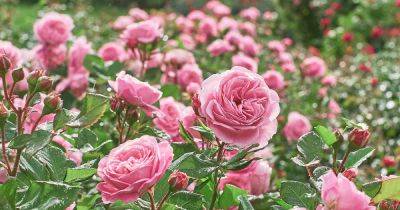 9 Common Reasons Why Roses Fail to Bloom - gardenerspath.com