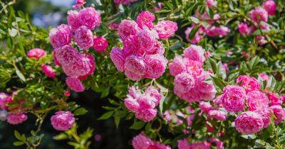 How to Grow and Care for Roses - gardenerspath.com