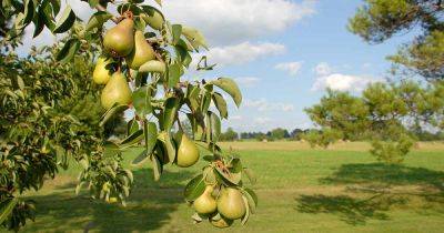 How to Propagate Pear Trees from Cuttings - gardenerspath.com