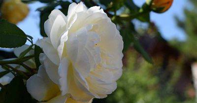 35 of the Best Shade-Tolerant Roses - gardenerspath.com