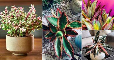 19 Indoor Plants with Rainbow Foliage | Colorful Leaves Houseplants - balconygardenweb.com