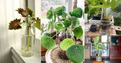 25 Stunning Houseplants in Mason Jar Pictures - balconygardenweb.com