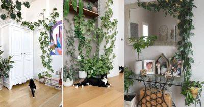 26 Indoor Climbers Pictures Inspiration for Houseplant Growers - balconygardenweb.com