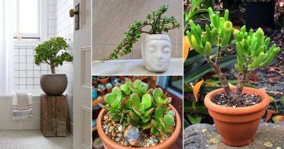 30 Pictures of the Best Types of Jade Plant Varieties from Instagram - balconygardenweb.com