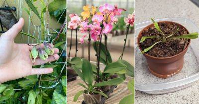How to Grow Orchids from Seeds - balconygardenweb.com