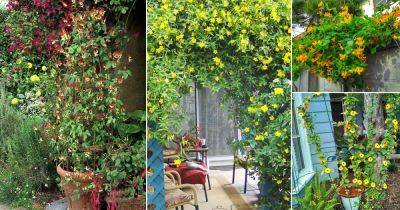 12 Beautiful Vines & Climbers with Yellow Flowers - balconygardenweb.com