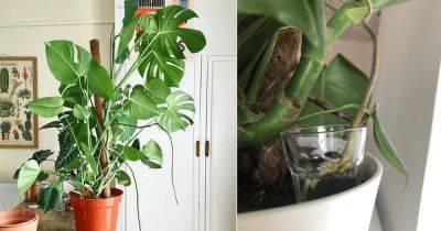 One Brilliant Monstera Growing Super Hack To Boost Its Growth - balconygardenweb.com