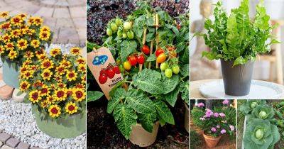 26 Plants that Don’t like Eggshells - balconygardenweb.com