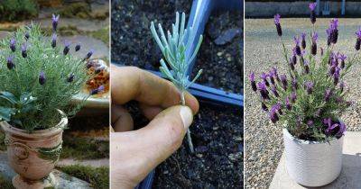 Everything About Growing French Lavender - balconygardenweb.com - Britain - France - region Mediterranean