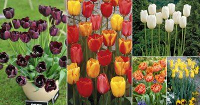 54 Types of Tulip Varieties | Best Tulips for Gardens - balconygardenweb.com