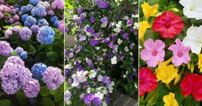 10 Beautiful Color Changing Flowers | Flowers that Change Colors - balconygardenweb.com