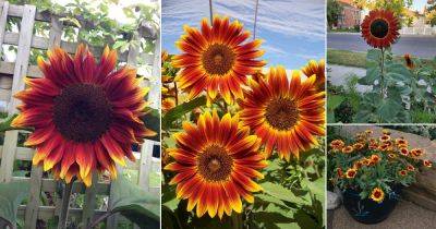 16 Best Red Sunflower Varieties - balconygardenweb.com - Mexico