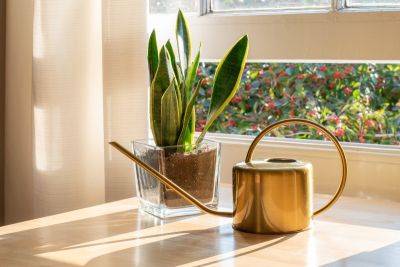 How Often to Water a Snake Plant - familyfoodgarden.com - city Sansevieria