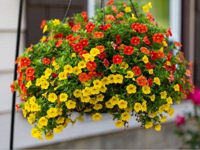 Trailing Flowers: Beautiful Trailing Plants - familyfoodgarden.com