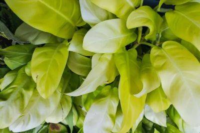 Lemon Lime Philodendron: Growing and Care Guide - familyfoodgarden.com - Usa