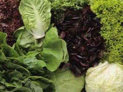 The Best Types of Lettuce to Grow - familyfoodgarden.com