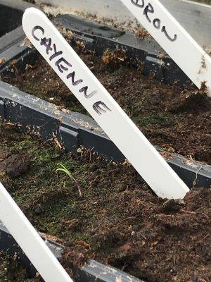 Sunday 12th March 2023 – Pricking out and lots of sowing. - clairesallotment.com - Italy - Switzerland - city Brussels