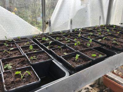 Sunday 2nd April 2023 – I’ve run out of compost again!! - clairesallotment.com