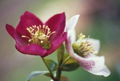Flowering plants for Winter interest - aberdeengardening.co.uk - Britain - Scotland