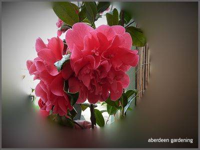 Camellia × williamsii ‘Anticipation’ - aberdeengardening.co.uk - Scotland - city Aberdeen