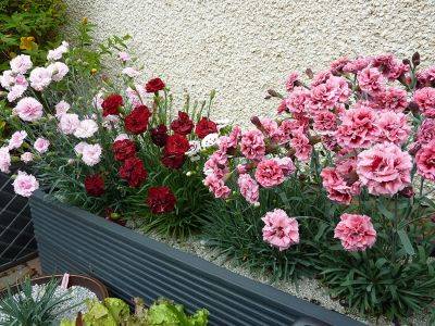Dianthus, Garden Pinks - aberdeengardening.co.uk