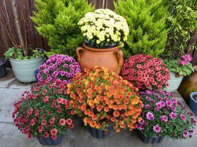 Multiflora pot Chrysanthemums - aberdeengardening.co.uk - Germany - county Garden