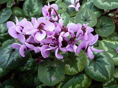 Cyclamen Coum the hardiest of them all - aberdeengardening.co.uk - Britain - New York - county Garden
