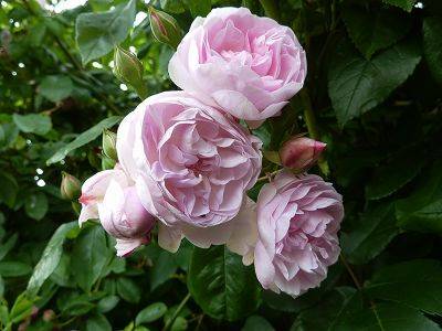 Blush Noisette Climbing Rose - aberdeengardening.co.uk - Usa