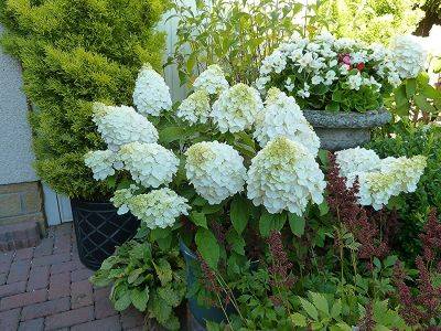 Hydrangea Magical Mont Blanc - aberdeengardening.co.uk - Britain - county Garden - county Hill