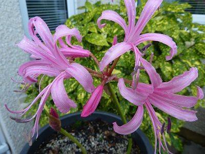 Nerine bowdenii Isabel - aberdeengardening.co.uk - Britain - Scotland - county Garden