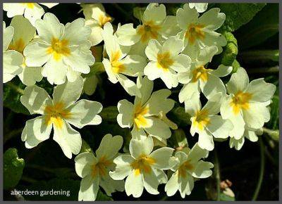 Primula Vulgaris - aberdeengardening.co.uk - city Aberdeen - county Garden