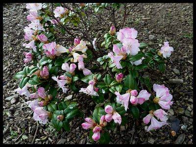 Rhododendron Cilpinense - aberdeengardening.co.uk - county Garden