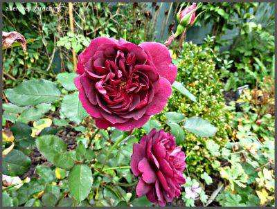 English Rose Darcey Bussell - aberdeengardening.co.uk - Britain - Scotland - city Aberdeen - county Garden