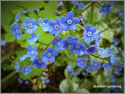 Brunnera Macrophylla Sea Heart - aberdeengardening.co.uk - Scotland - county Garden