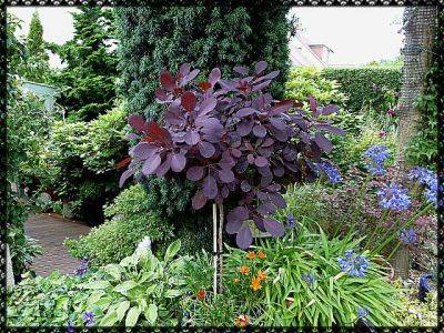 Standard Cotinus Royal Purple - aberdeengardening.co.uk - city Aberdeen - county Garden