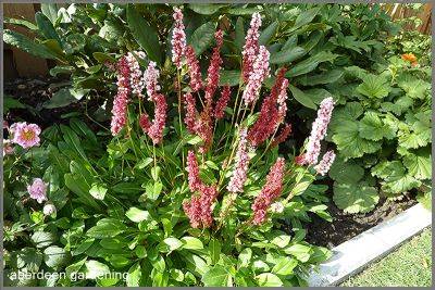 Persicaria affinis darjeeling red - aberdeengardening.co.uk - Scotland - county Garden