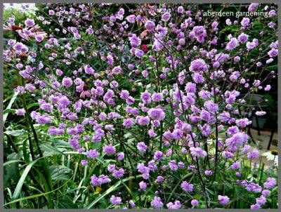 Thalictrum Delavayi Hewitt’s Double - aberdeengardening.co.uk - Scotland - county Garden