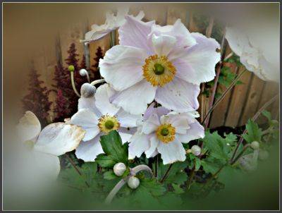 Anemone dreaming swan - aberdeengardening.co.uk - Britain - Japan - county Garden