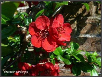 Chaenomelis x Superba Crimson and Gold - aberdeengardening.co.uk - city Aberdeen - county Garden